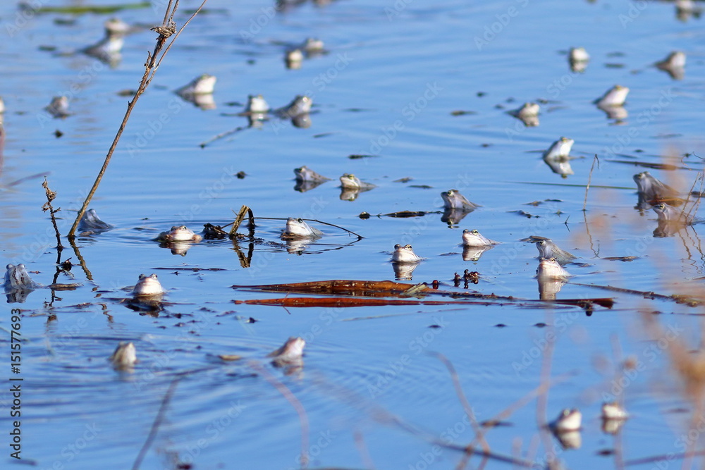 Rana arvalis. The accumulation of frogs in spring pond