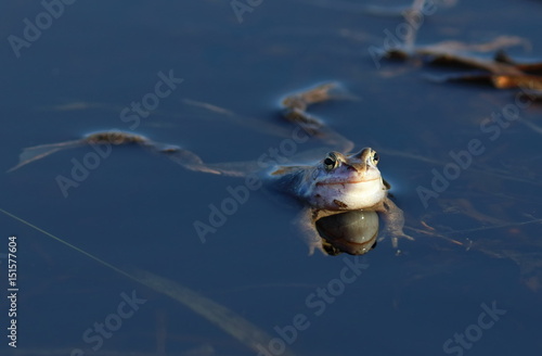 Rana arvalis. Frog resting on the water photo