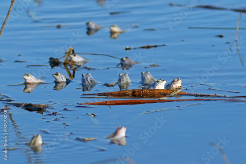 The accumulation of frogs in spring pond photo