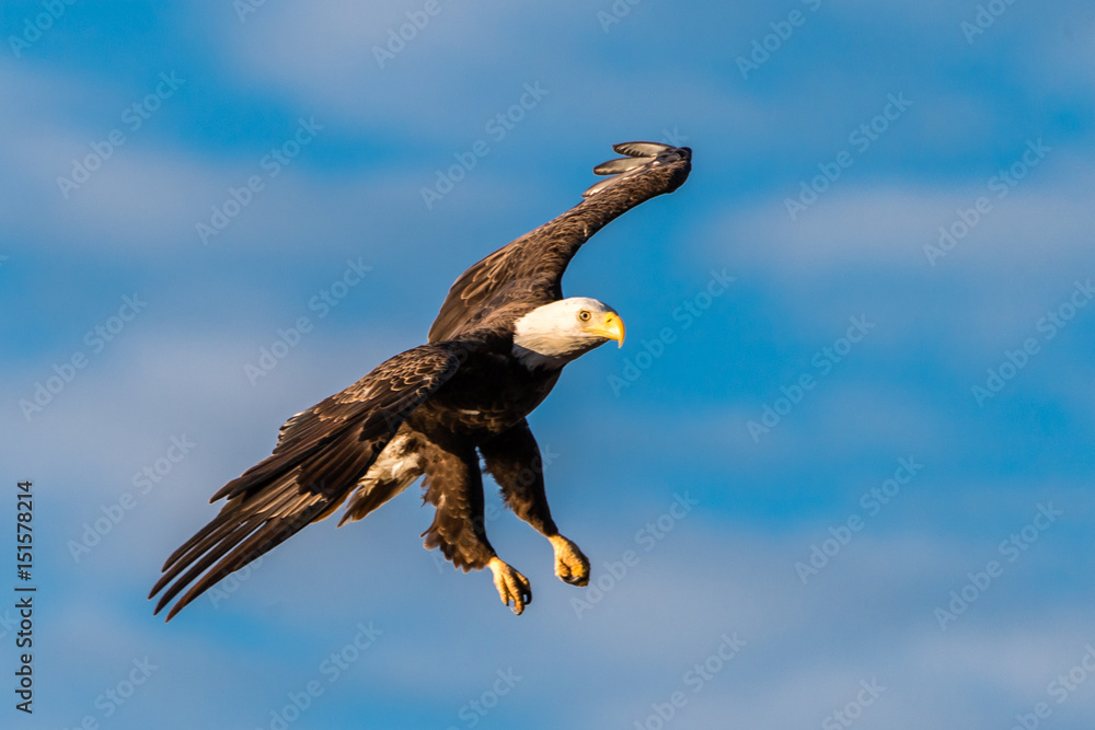 Bald Eagles on the James River