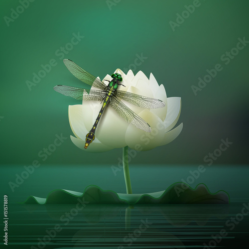 Gomphus vulgatissimus dragonfly