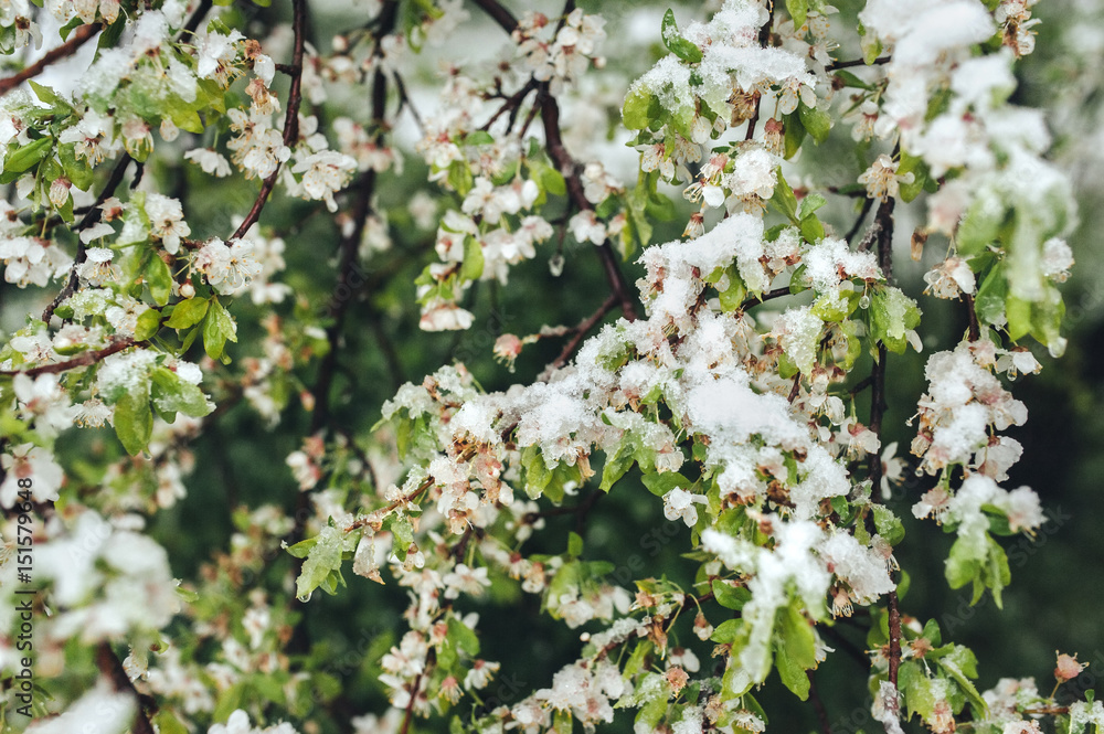 Snow on the blossoming cherry tree. Weather anomalies. Freezing in the spring. Poor harvest.central Europe Snow on the blossoming cherry tree. Weather anomalies. Freezing in the spring. Poor harvest.central Europe