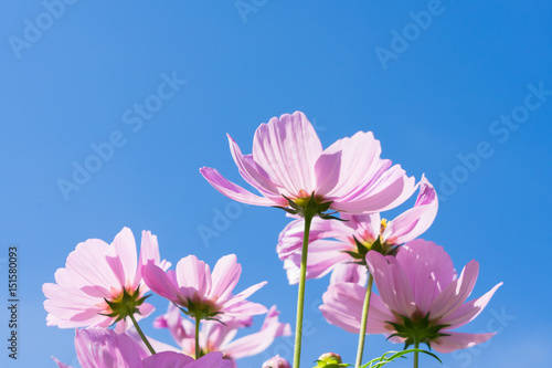 Fototapeta Naklejka Na Ścianę i Meble -  Smmer bright blue sky with pink fresh cosmos flowers