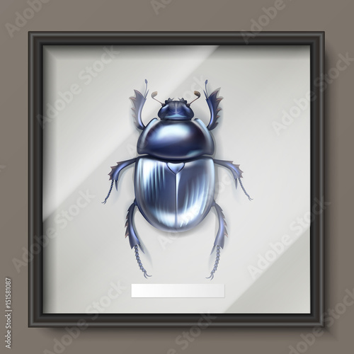 Dung beetle in frame