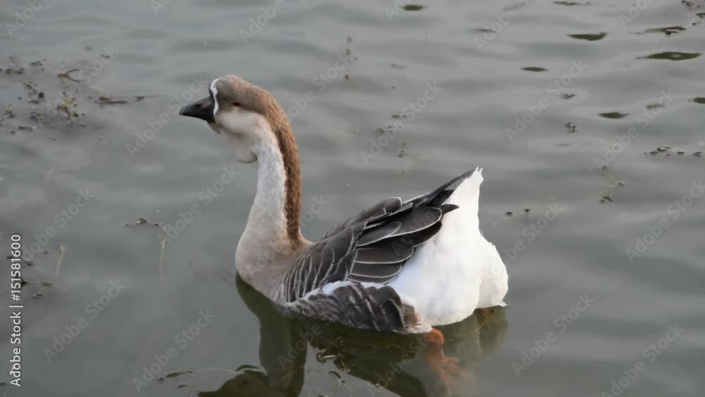 African goose standing still in the water African goose standing still in the water