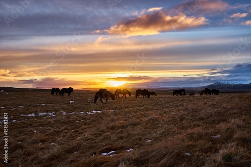 Sunset with horses in Iceland 