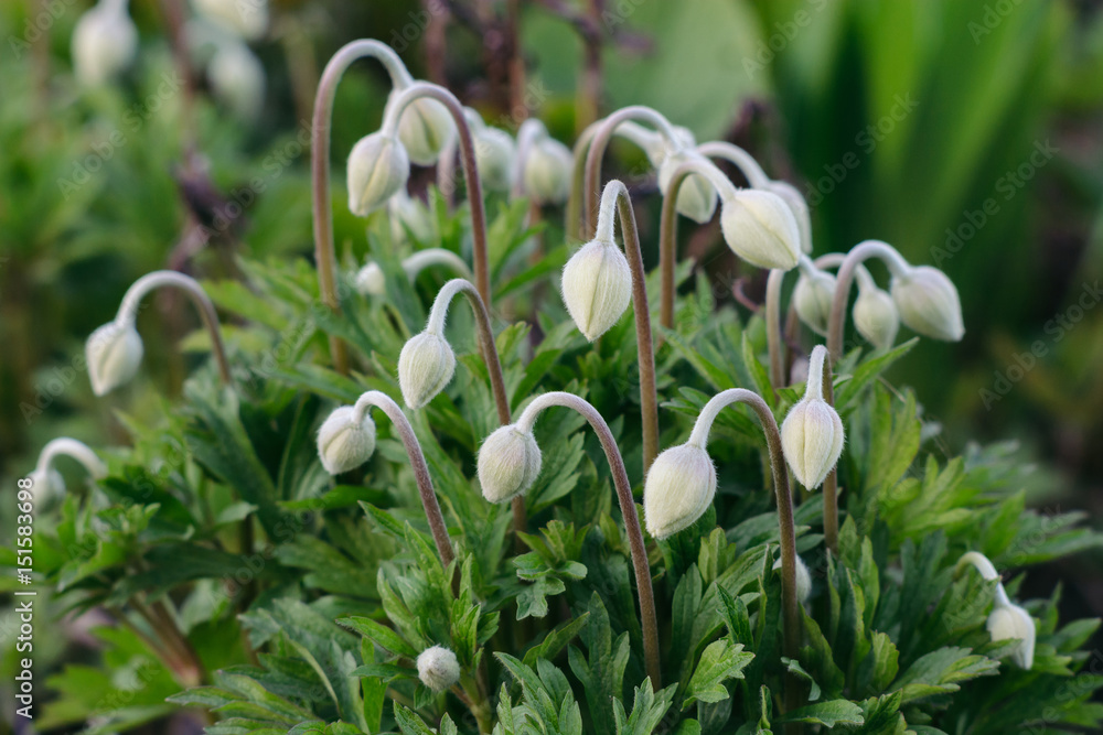 Fototapeta premium Anemone sylvestris. Snow-white buds of flowers against the background of green leaves.