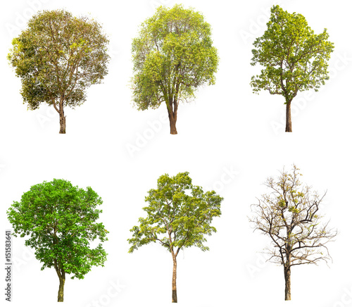 isolated tree on white background collections tree isolated tree oject tree on white bacground tree white bakground.