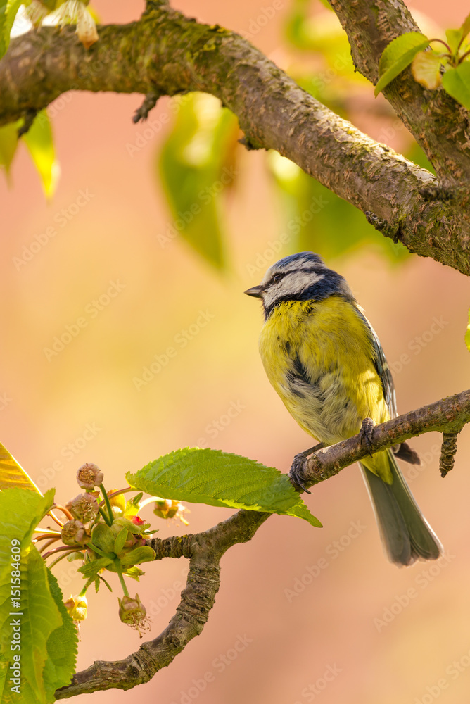 Obraz premium Single colorful blue tit bird on cherry tree branch