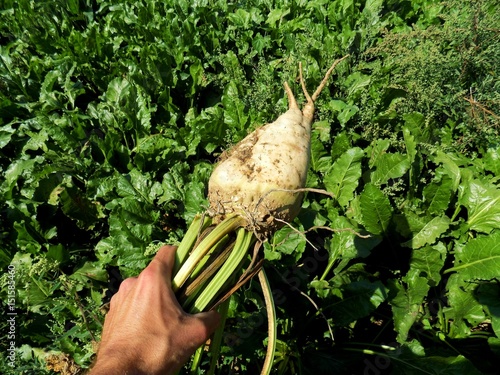 Sugar beet in farmer hand on field after harvest
