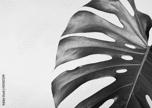Obraz Zakończenie liść monstera. Kompozycja abstrakcyjna. Fotografia czarno-biała.