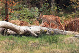 The Eurasian lynx (Lynx lynx) walking on the dry trunk in the woods
