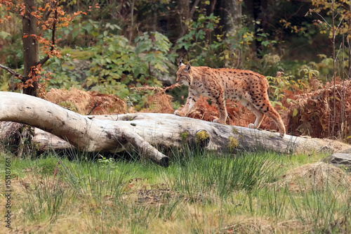 The Eurasian lynx (Lynx lynx) walking on the dry trunk in the woods