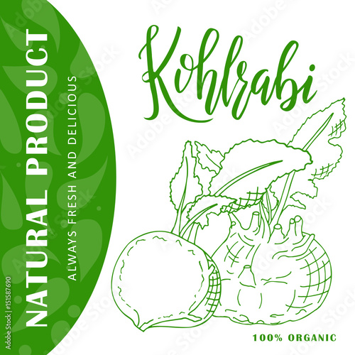 Hand drawn vegetarian illustration. Isotaled kohlrabi element. Vector sketch for card or poster.