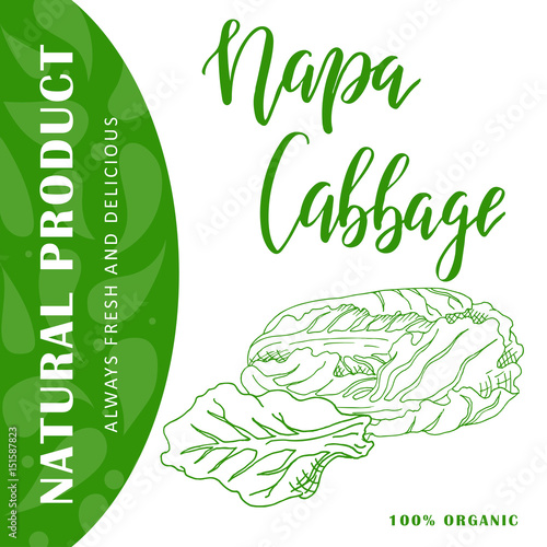 Food design with vegetable. Hand drawn sketch of napa cabbage. Organic fresh product for card or poster for cafe, market. Colorful vector illustration