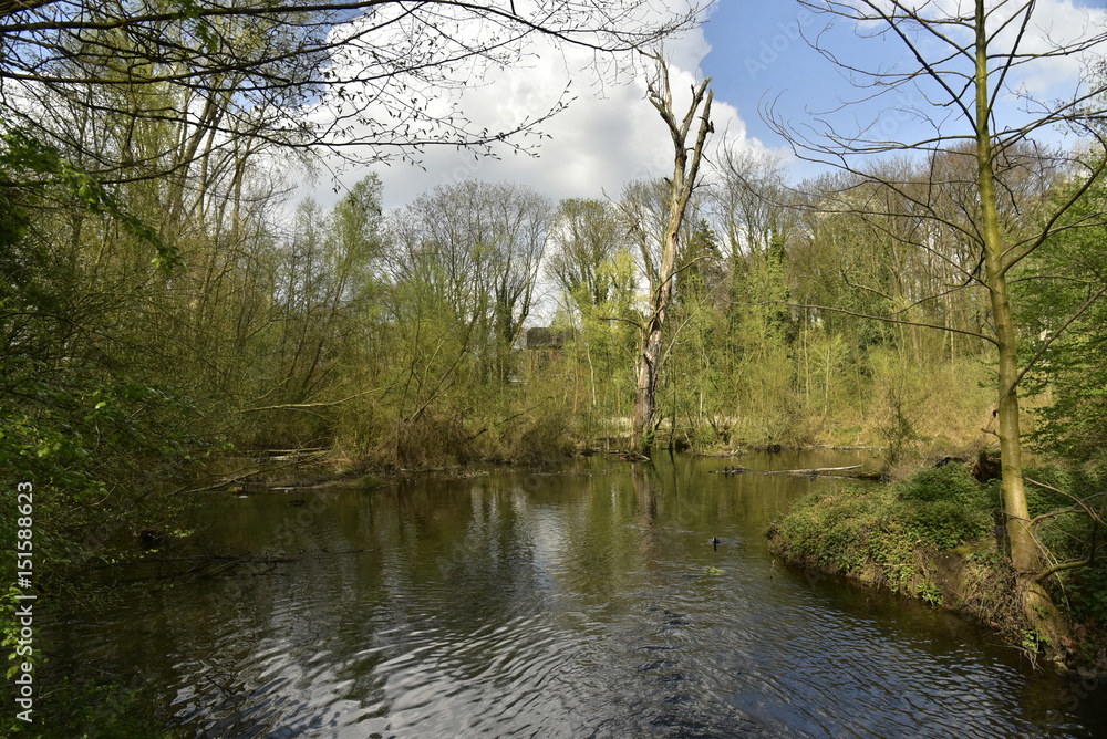 Fototapeta premium Les marécages de la Woluwe au parc Malou au printemps