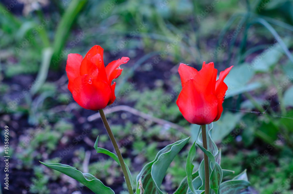 Red tulip on a flowerbed in garden Red tulip on a flowerbed in garden