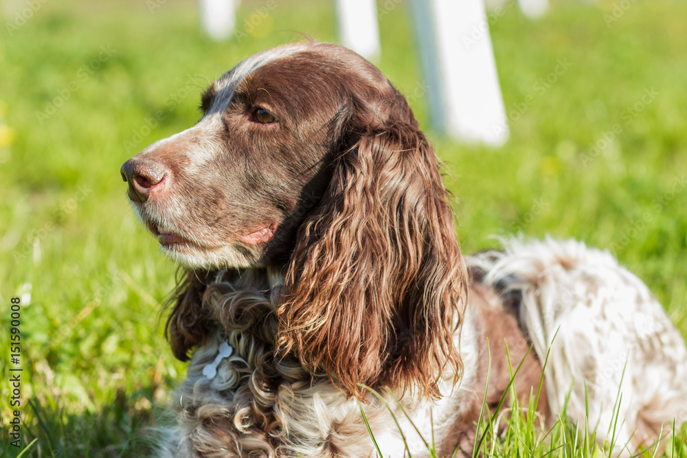 Brown spotted russian spaniel lays on the green grass Brown spotted russian spaniel lays on the green grass