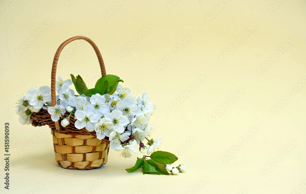 Cherry flowers in a decorative small basket. Spring background. Cherry flowers in a decorative small basket. Spring background.
