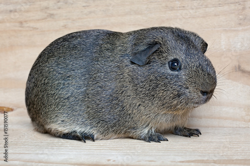 Glatthaar Meerschweinchen in Lemonagouti