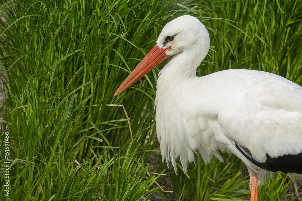 Fototapeta premium white stork