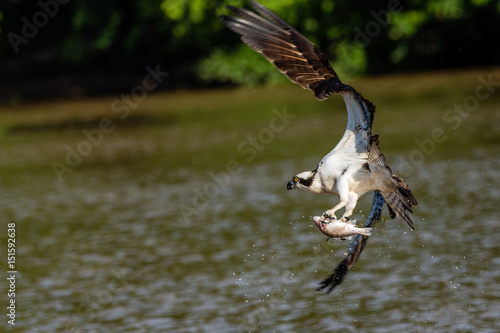Osprey on the James River