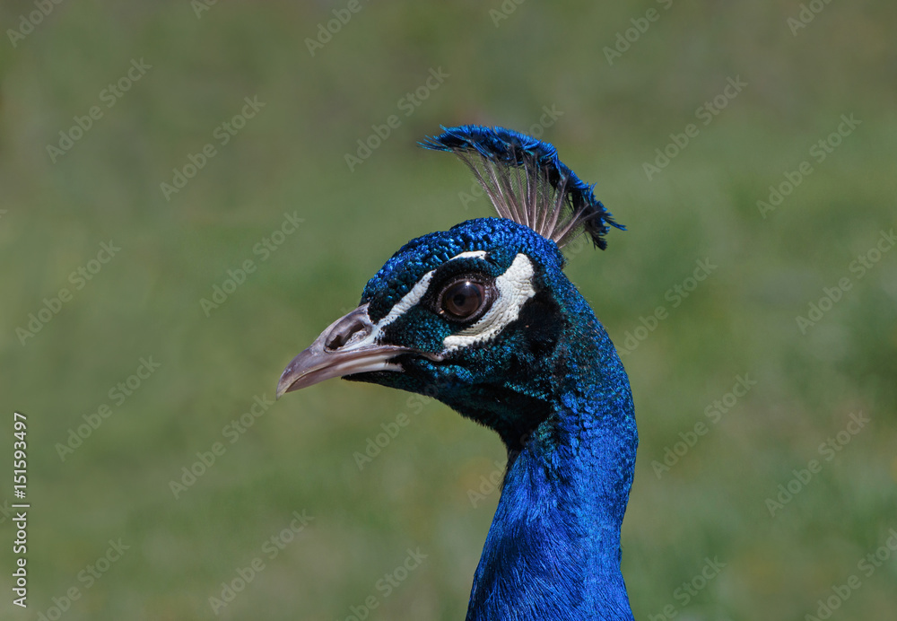 close up of Indian peacock head close up of Indian peacock head