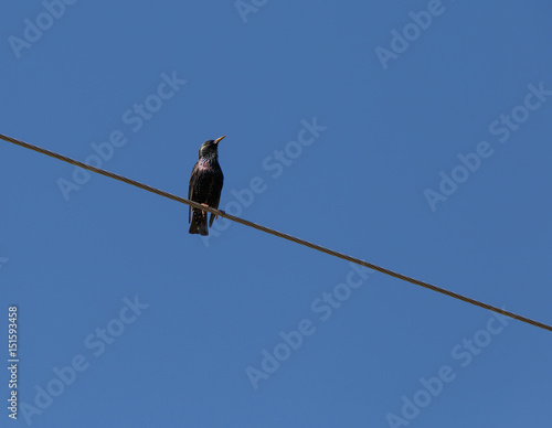 starling sitting on wire against blue sky © romantiche