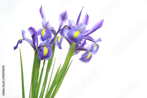 Fototapeta Naklejka Na Ścianę i Meble -  アヤメ