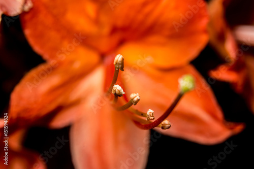 Honeysuckle Bloom