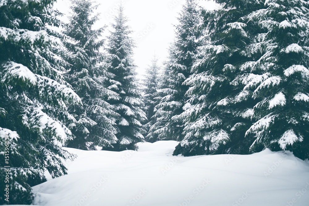 Spruce trees covered by snow. Freeze and cold weather. Winter season. - obrazy, fototapety, plakaty 
