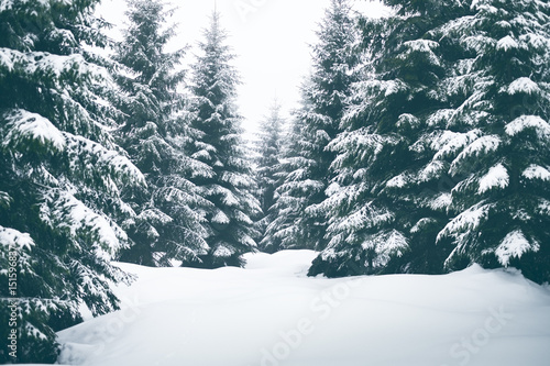 Spruce trees covered by snow. Freeze and cold weather. Winter season.