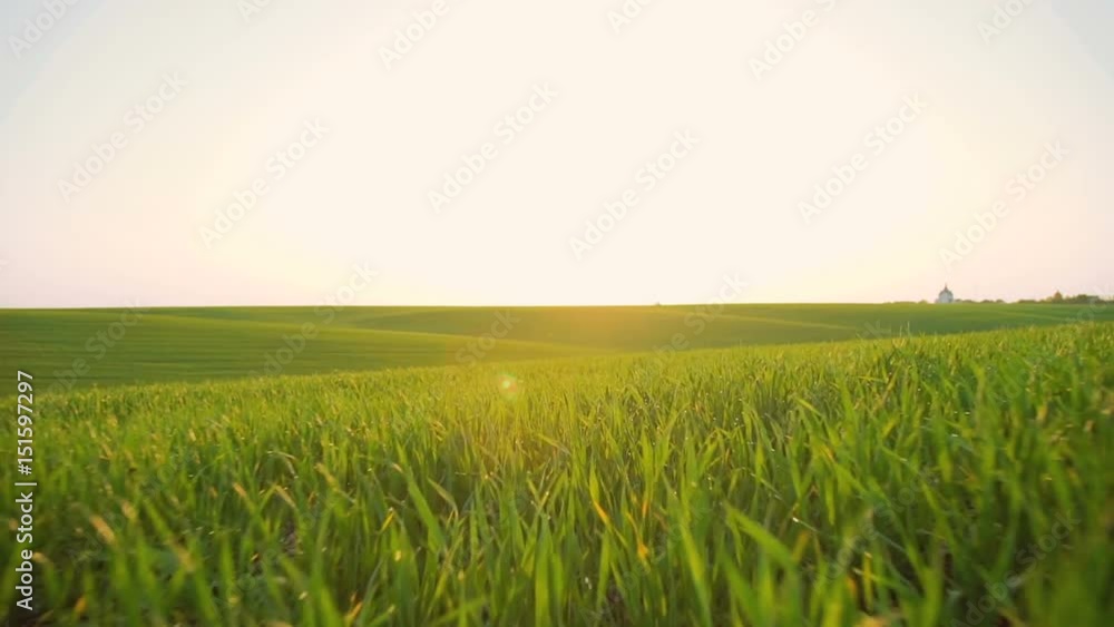 Spring field. Wheat growing. Sun shining. Horizon. Fast moving Spring field. Wheat growing. Sun shining. Horizon. Fast moving