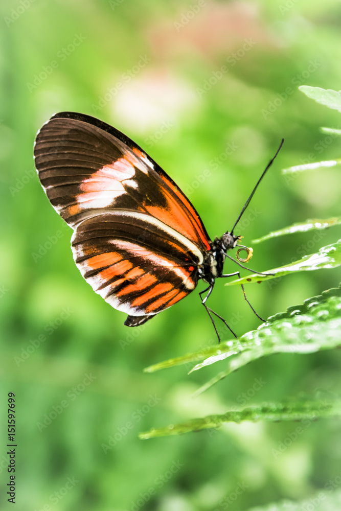Obraz premium Mariposa posada en una hoja con un fondo verde