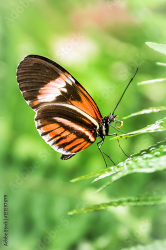 Mariposa posada en una hoja con un fondo verde © ELENA