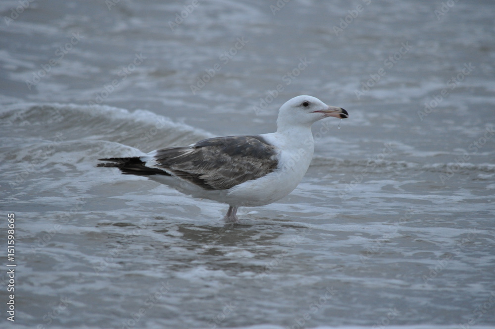 seagull