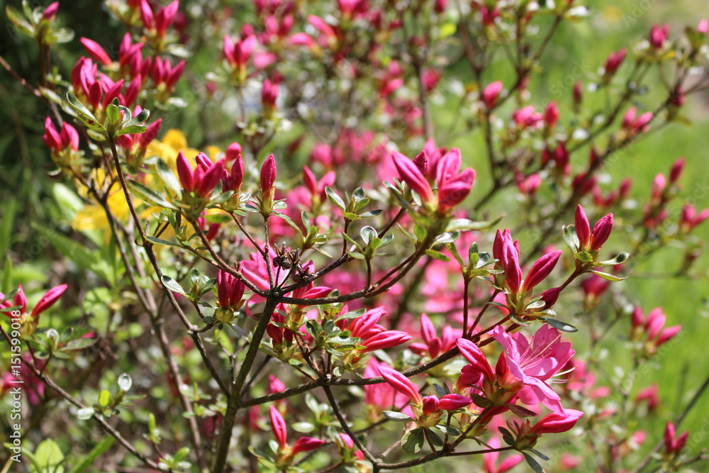 Pink Azalea in the flower garden Pink Azalea in the flower garden