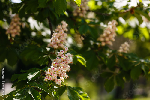 branches of blossoming chestnut tree with sun beams