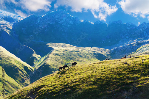 Horses graze on alpine pasture