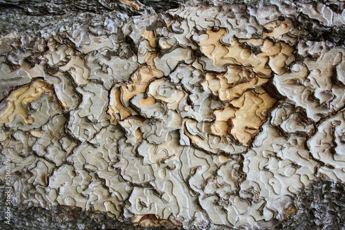 Bark texture