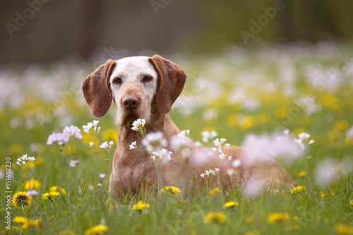 Foto Ergrauter Magyar Viszla in Blumenwiese