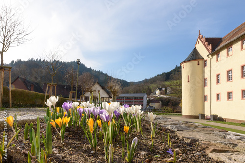 Blühende Krokusse am Fürstenberger Schloss in Wolfach photo