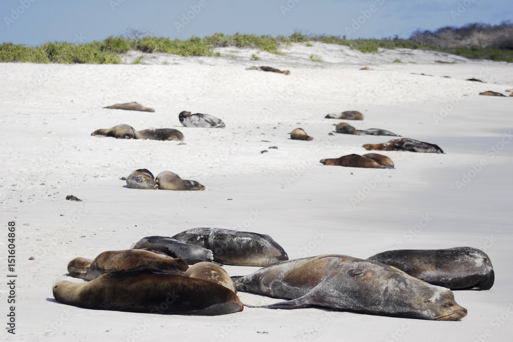 Fototapeta premium Galapagos Sea Lion sleeping on the beach, Gardner Bay, Espanola, Galapagos Islands