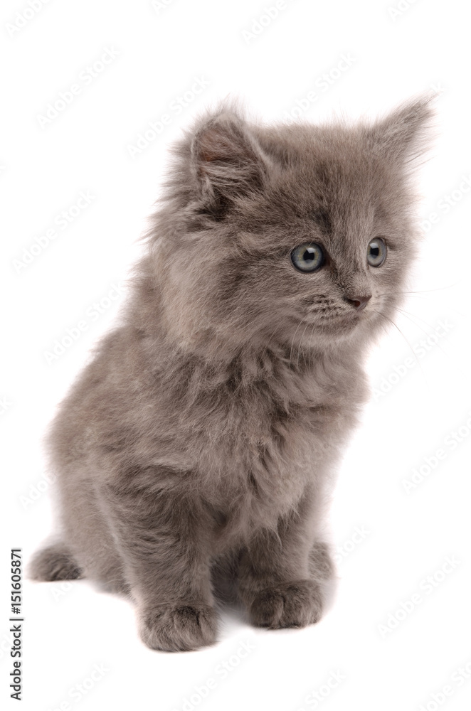 gray kitten gray kitten