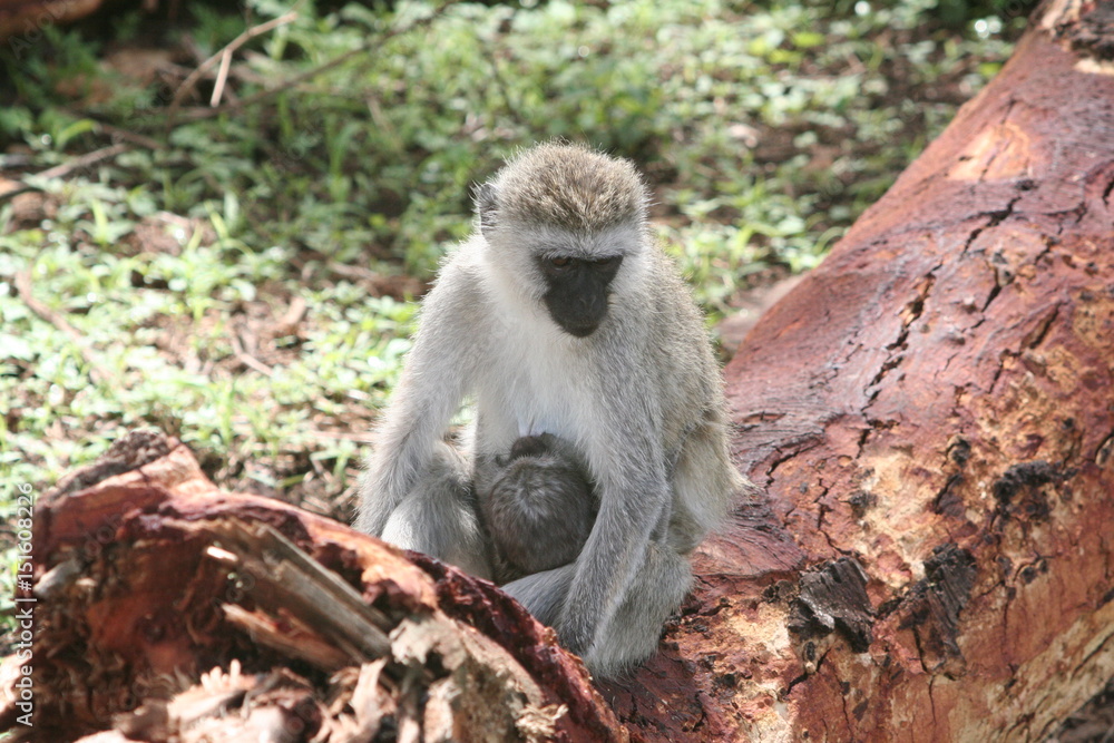 Obraz premium Mandrill, Affe mit Baby in Afrika Tansania
