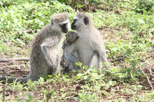 Mandrill, Affenfamilie mit Baby © birgitkurz