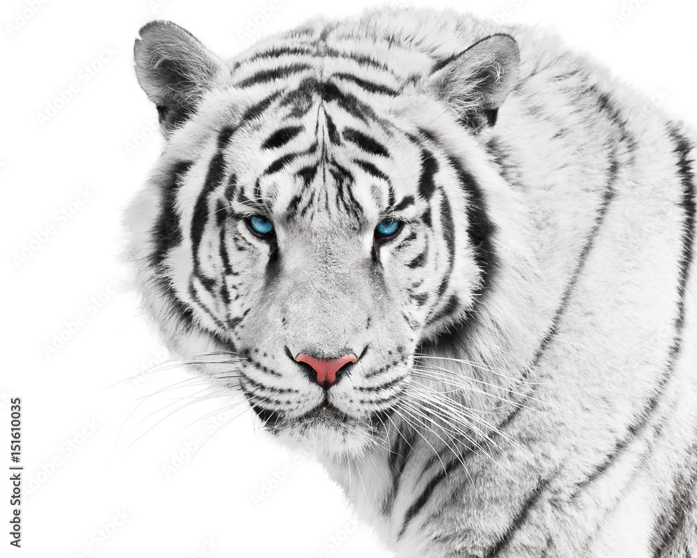 Naklejka premium Biały Tygrys