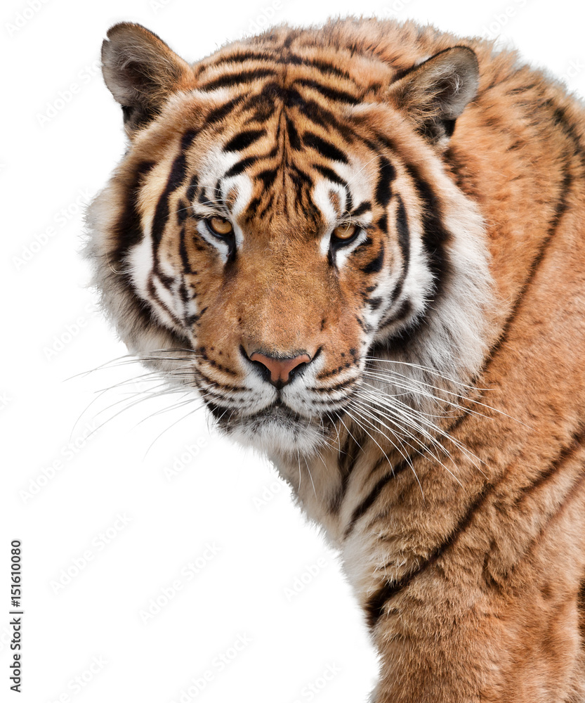 Mighty tiger