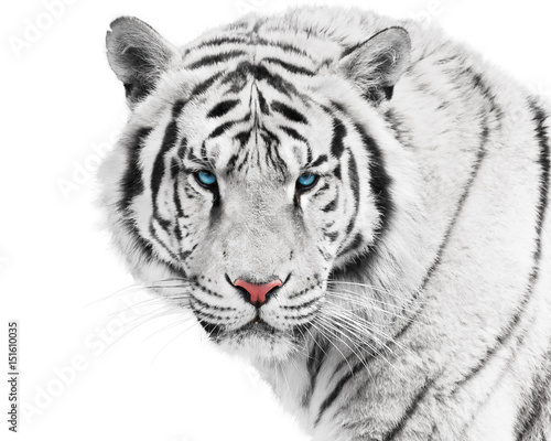Fotografia White tiger