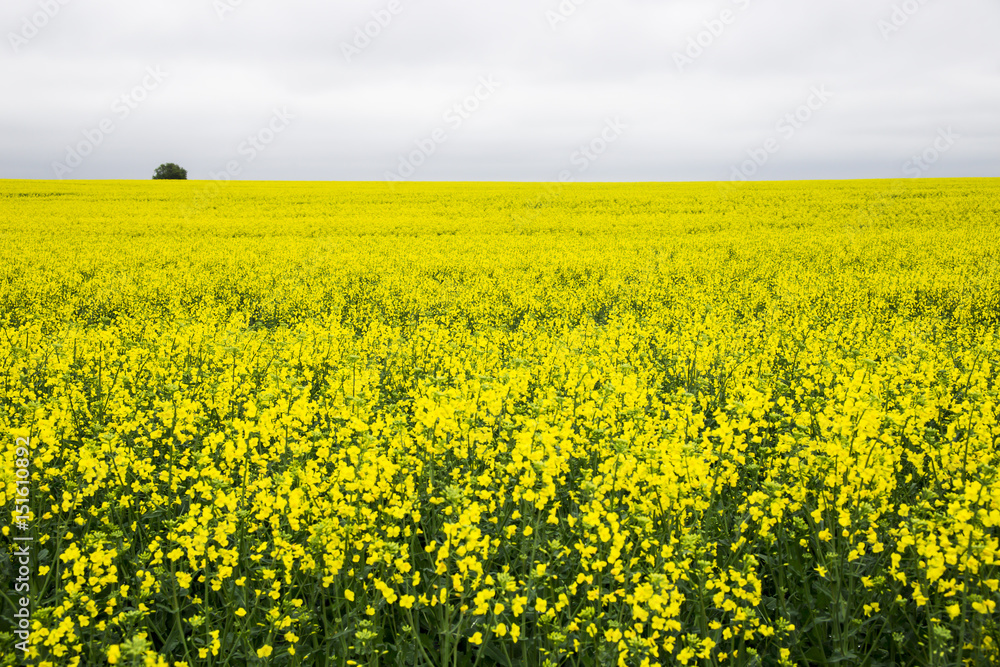 Yellow rape field and gray cloudy sky Yellow rape field and gray cloudy sky